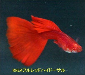 ＲＲＥＡフルレッド