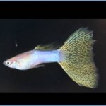 アクアマリンイエローグラス