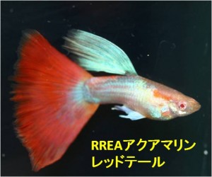 RREAアクアマリンレッドテール2