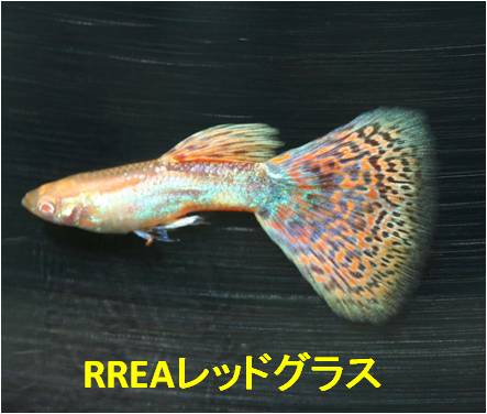 コレクション一覧 |