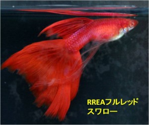 RREAフルレッドスワロー